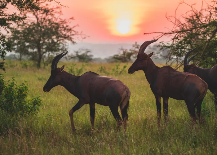 Three antelopes grazing at sunset