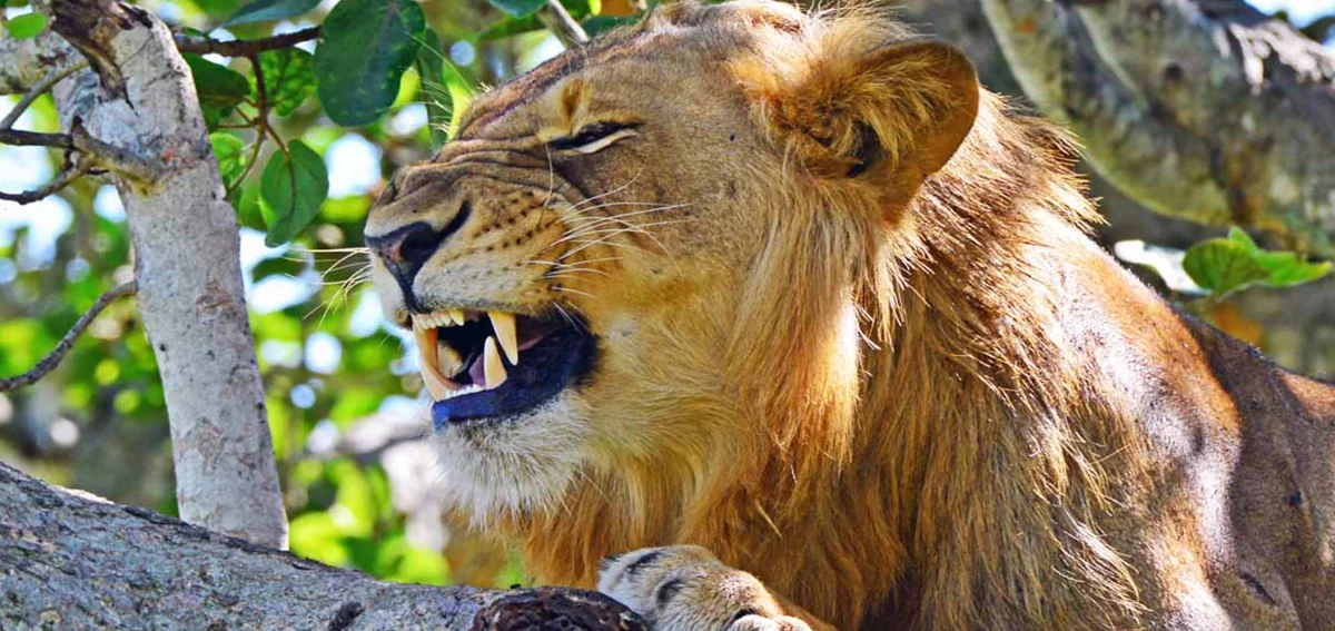 Uganda Tree Climbing Lions Plus