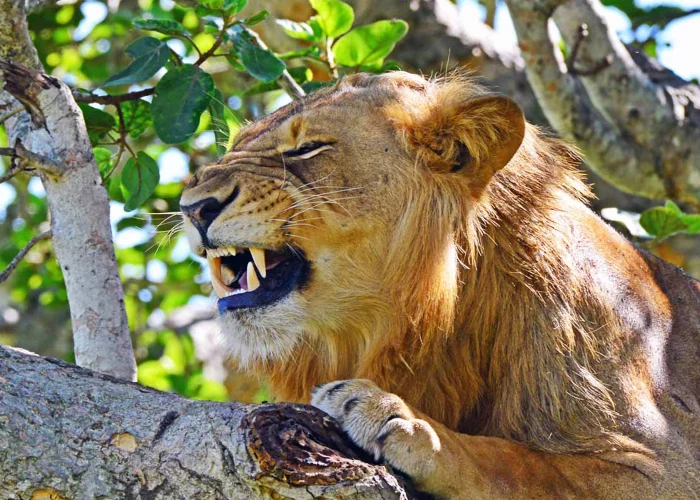 Uganda Tree Climbing Lions Plus