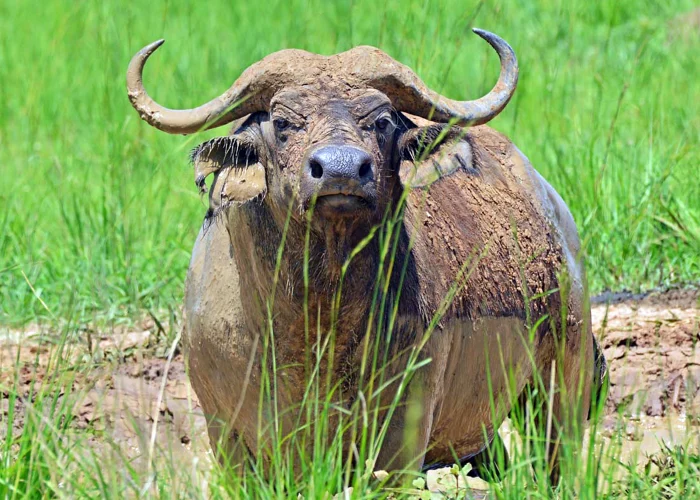 A buffalo covered in mad