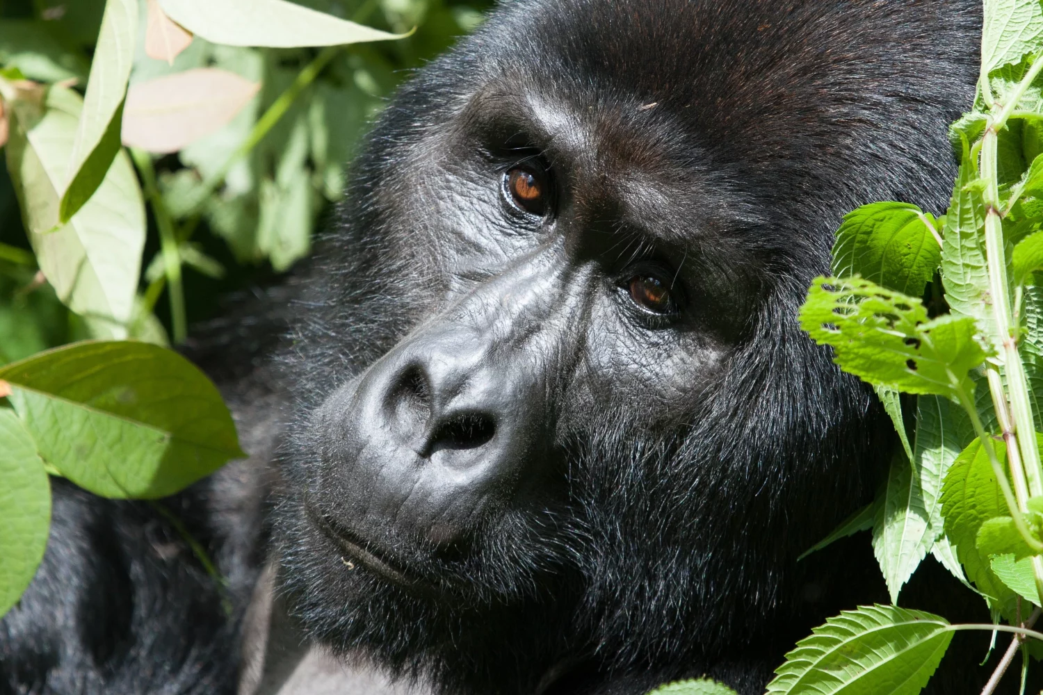 7-day Gorillas and Game Uganda tour
