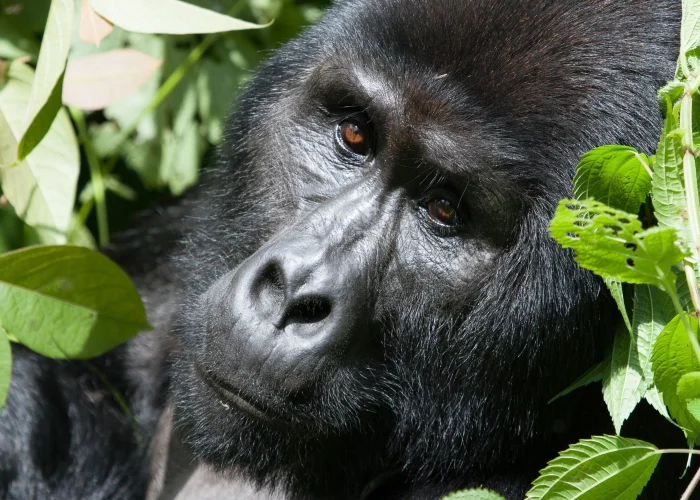7-day Gorillas and Game Uganda tour
