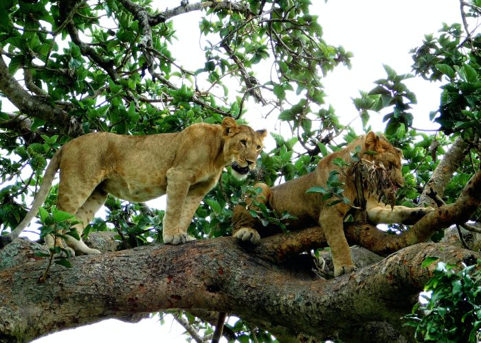 Tree climbing lions in Ishasha, Queen Elizabeth national park.