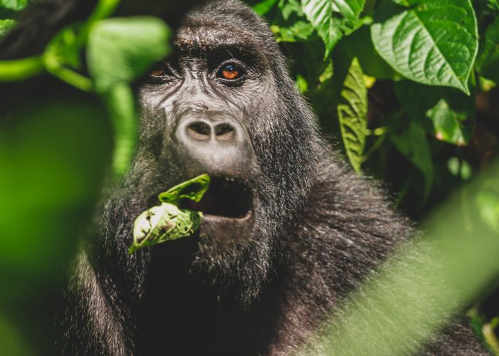 Majestic Gorilla Enjoying a Vegetarian Feast