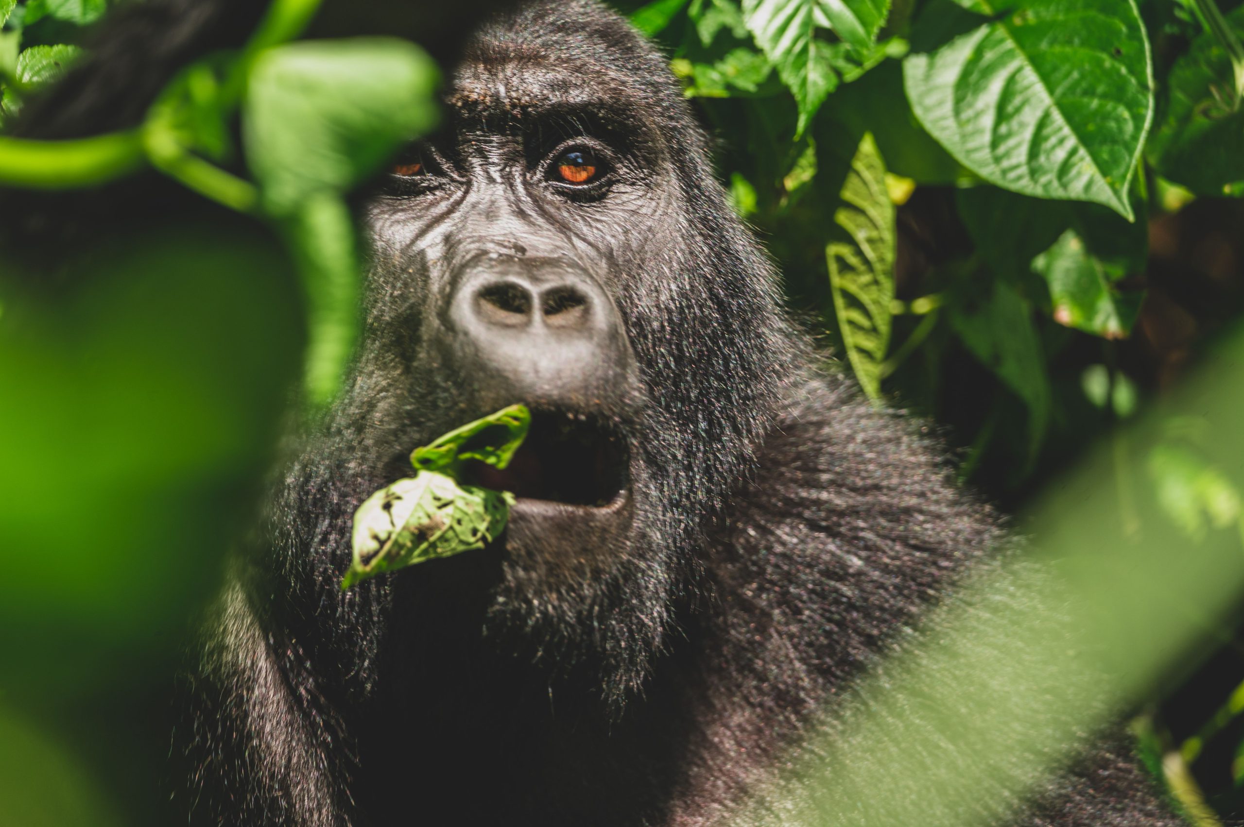 Majestic Gorilla Enjoying a Vegetarian Feast