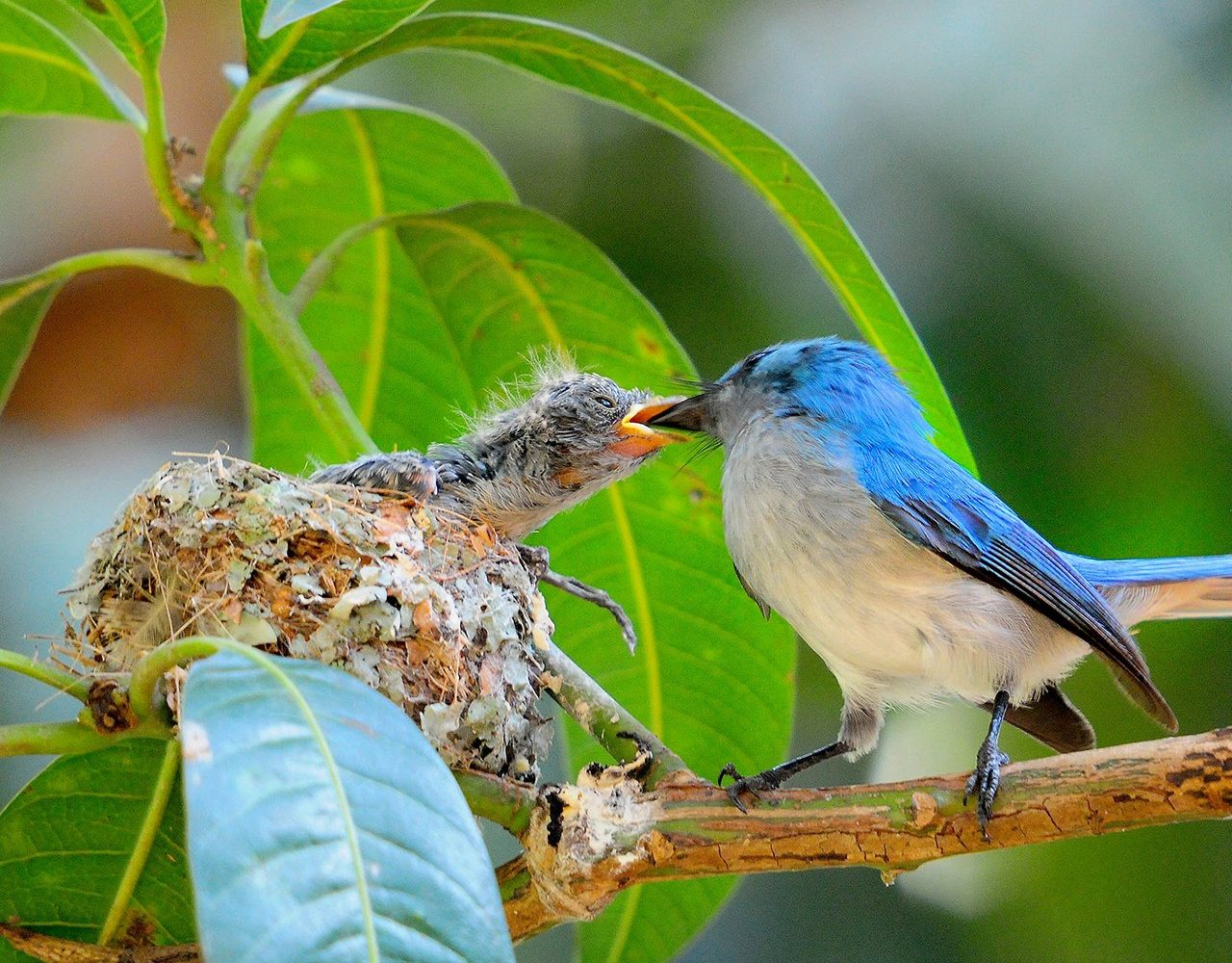 African Blue Fly Catcher feeding its youngling