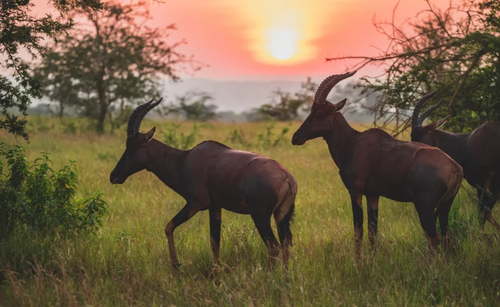 Three antelopes grazing at sunset