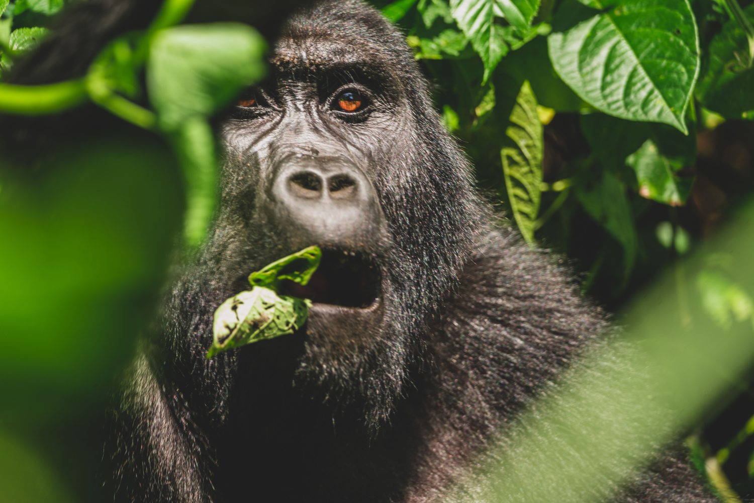 Majestic Gorilla Enjoying a Vegetarian Feast