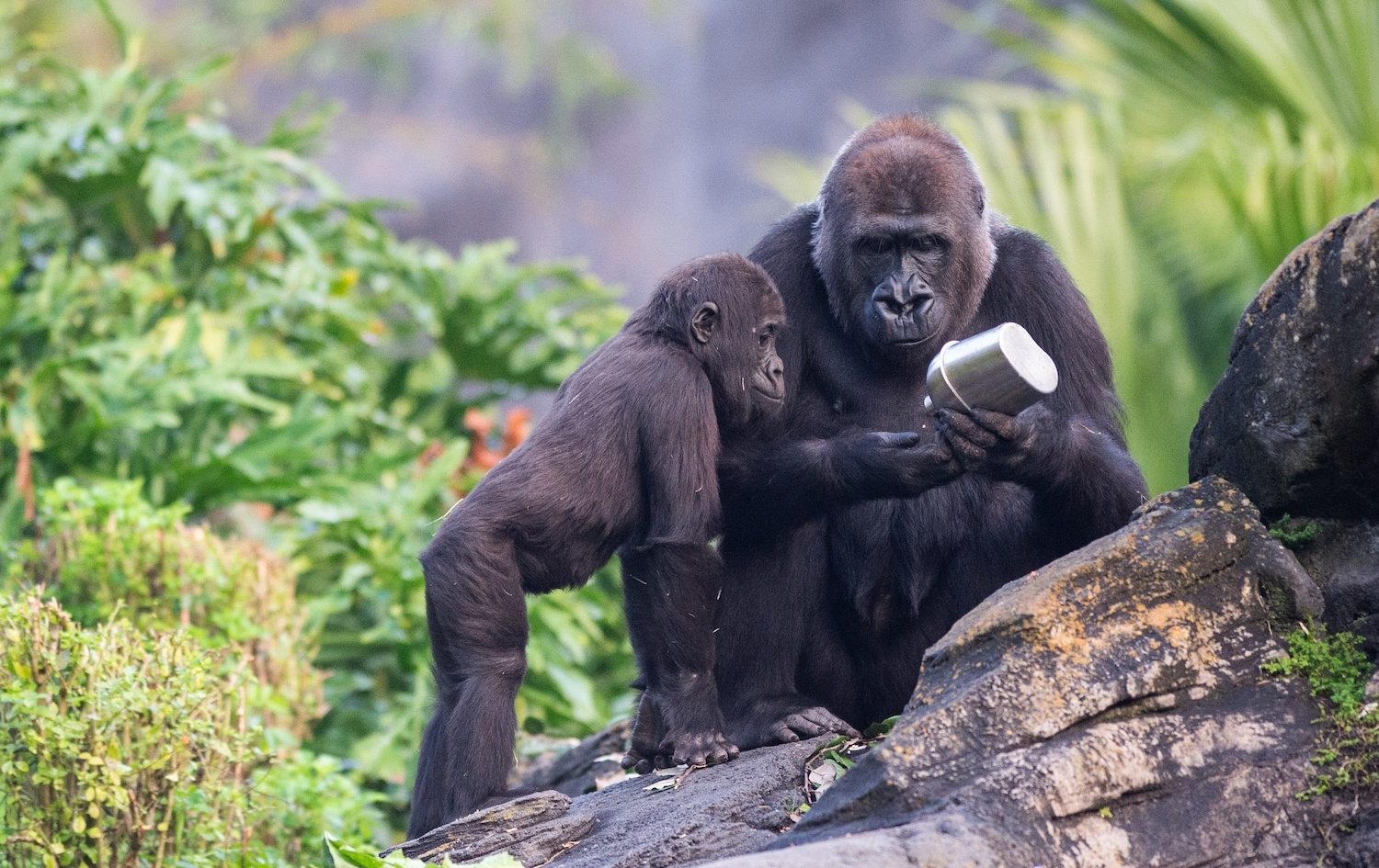 An adult mountain gorilla and a baby gorilla sitting together on a rocky outcrop, curiously interacting with a small silver container.2