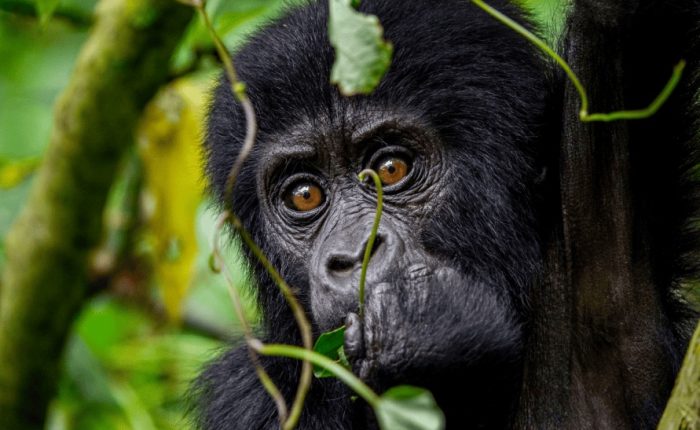 A highly detailed close-up portrait of a baby mountain gorilla looking directly forward through green vines in the jungle.