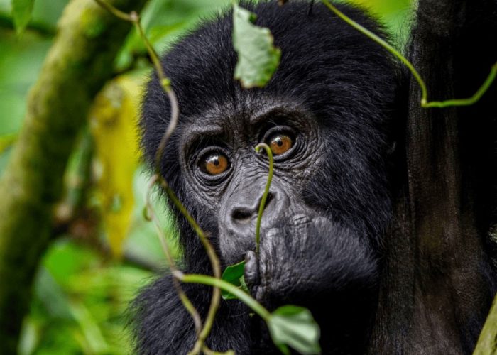 A highly detailed close-up portrait of a baby mountain gorilla looking directly forward through green vines in the jungle.