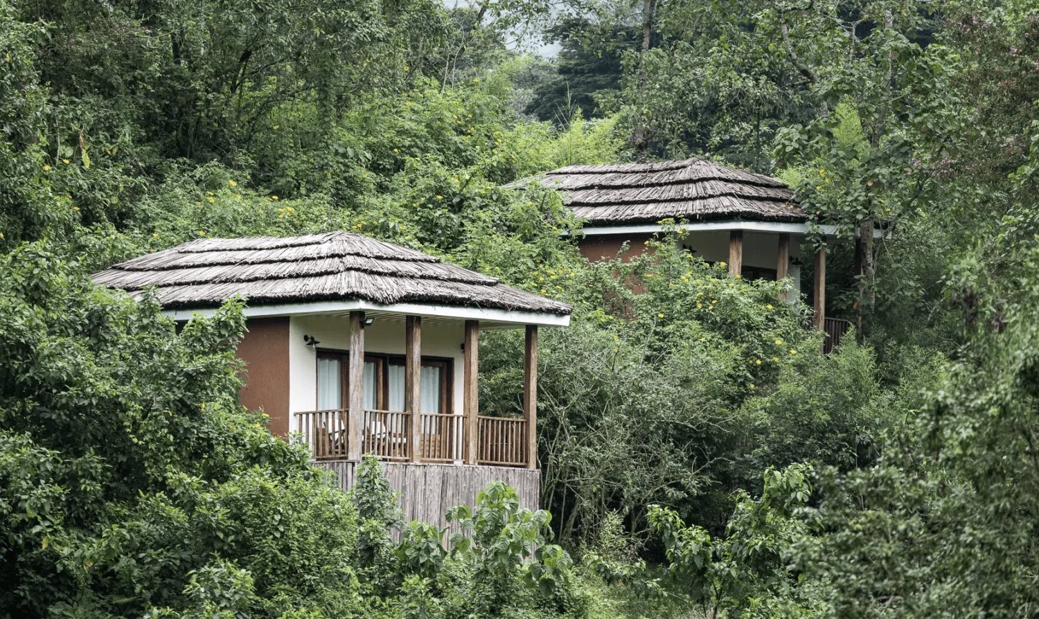 Two secluded eco-friendly safari lodge cottages with traditional thatched roofs nestled deeply within lush, green tropical forest vegetation.