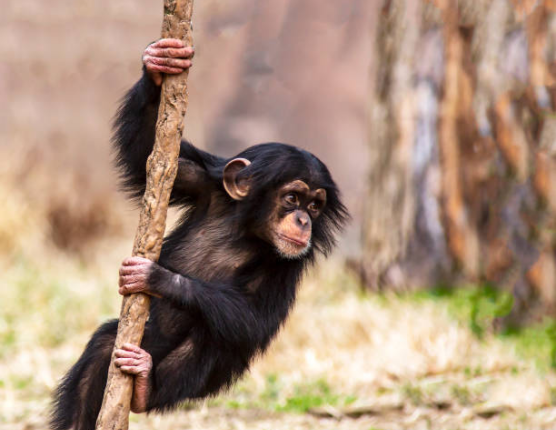 A close-up of a baby chimpanzee playfully holding onto a thick vertical branch in the wild.