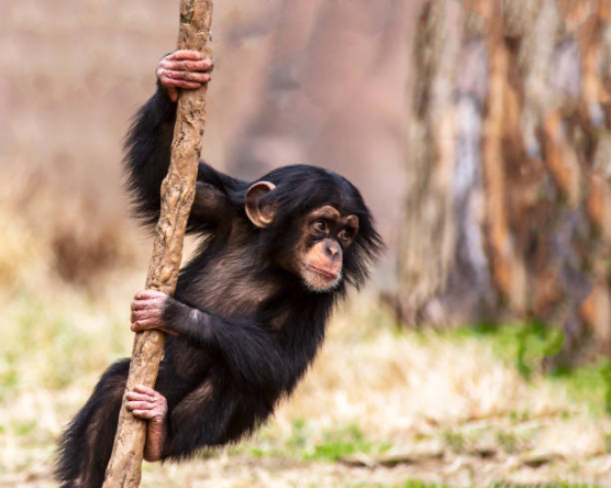 A close-up of a baby chimpanzee playfully holding onto a thick vertical branch in the wild.