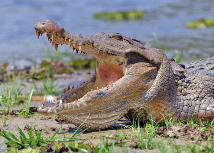 A large Nile crocodile basking on a grassy riverbank with its powerful jaws wide open.