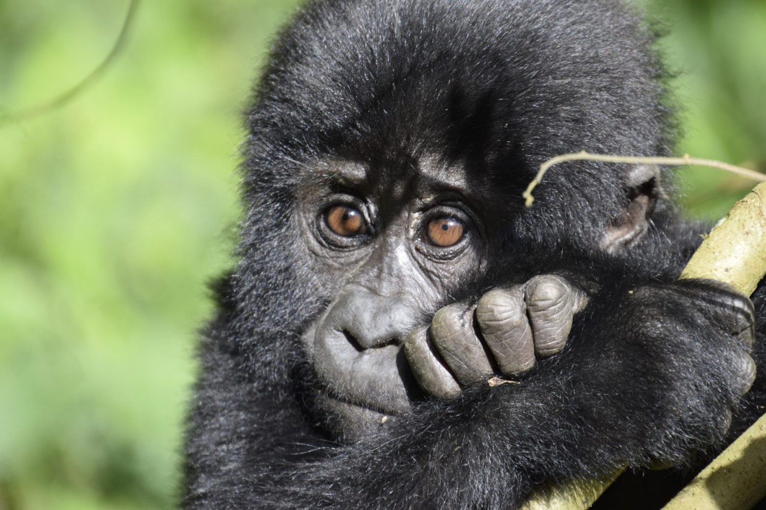A close-up portrait of a young mountain gorilla leaning curiously against a tree branch with expressive brown eyes.
