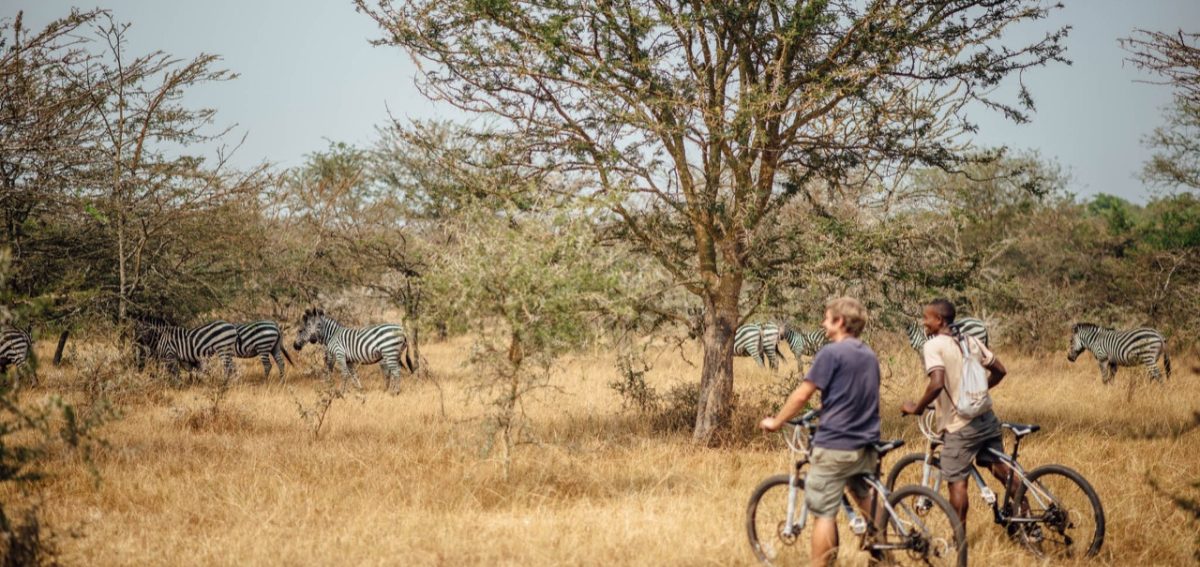 Two cyclists pausing with their mountain bikes in an open savannah while a herd of zebras grazes under acacia trees in the background.
