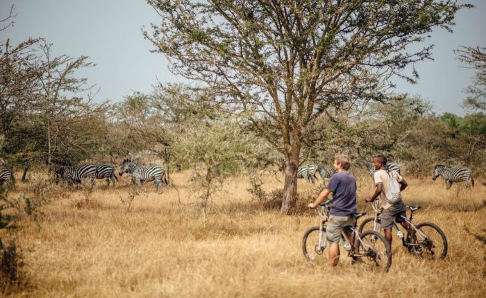 Two cyclists pausing with their mountain bikes in an open savannah while a herd of zebras grazes under acacia trees in the background.