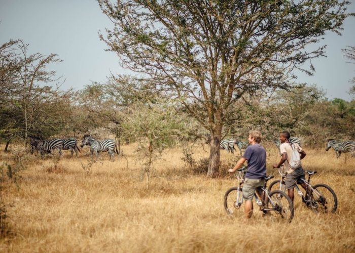 Two cyclists pausing with their mountain bikes in an open savannah while a herd of zebras grazes under acacia trees in the background.