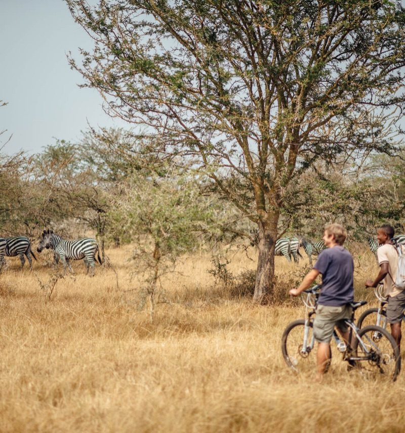 Two cyclists pausing with their mountain bikes in an open savannah while a herd of zebras grazes under acacia trees in the background.