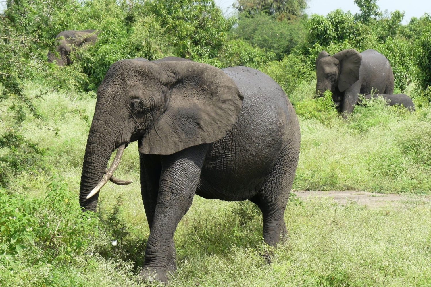 A large African elephant walking through tall green grass with other herd members visible in the lush background foliage.