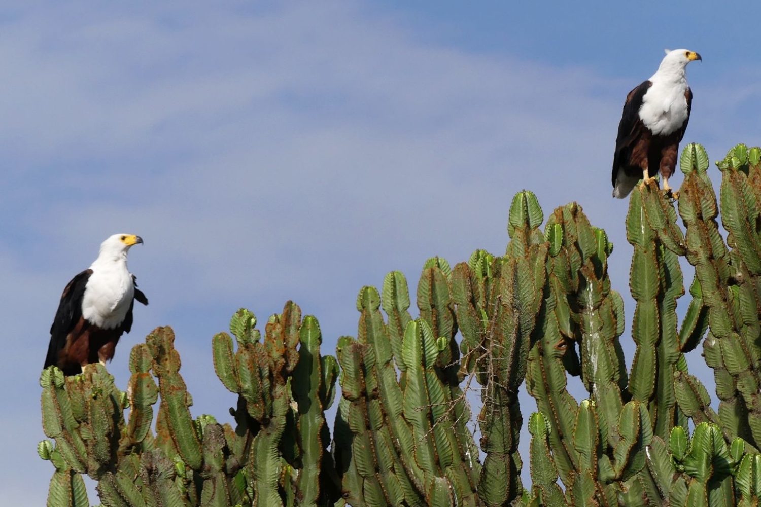 Two African fish eagles with white heads perched majestically on the tops of tall euphorbia cactus branches under a clear blue sky.