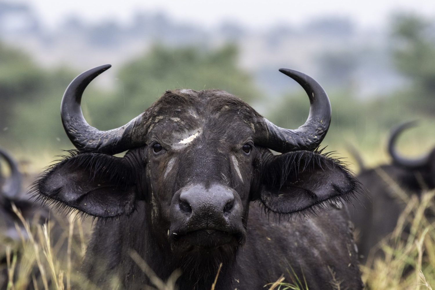 A striking, close-up portrait of an African Cape buffalo staring directly forward with large curved horns and mud on its face in the tall savannah grass.