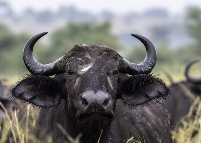 A striking, close-up portrait of an African Cape buffalo staring directly forward with large curved horns and mud on its face in the tall savannah grass.