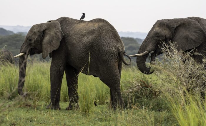 Two large African elephants standing in tall green grass, with a small black bird perched on the back of the elephant in the foreground.