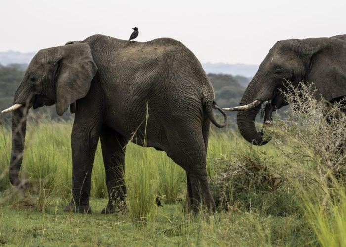 Two large African elephants standing in tall green grass, with a small black bird perched on the back of the elephant in the foreground.