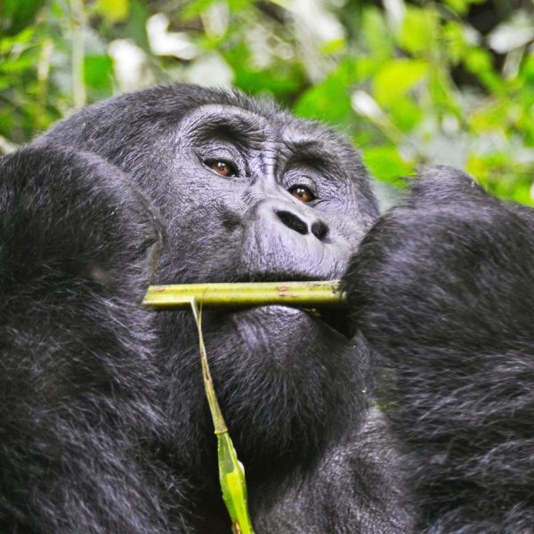 A detailed close-up of a massive silverback mountain gorilla holding and chewing on a thick green bamboo stalk in the jungle.