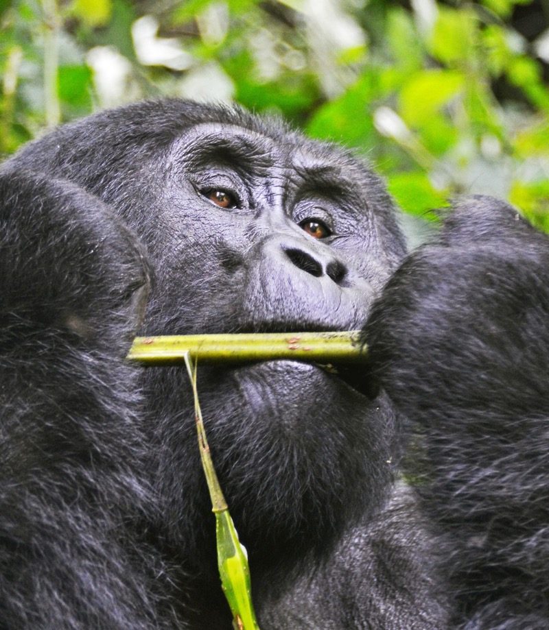 A detailed close-up of a massive silverback mountain gorilla holding and chewing on a thick green bamboo stalk in the jungle.